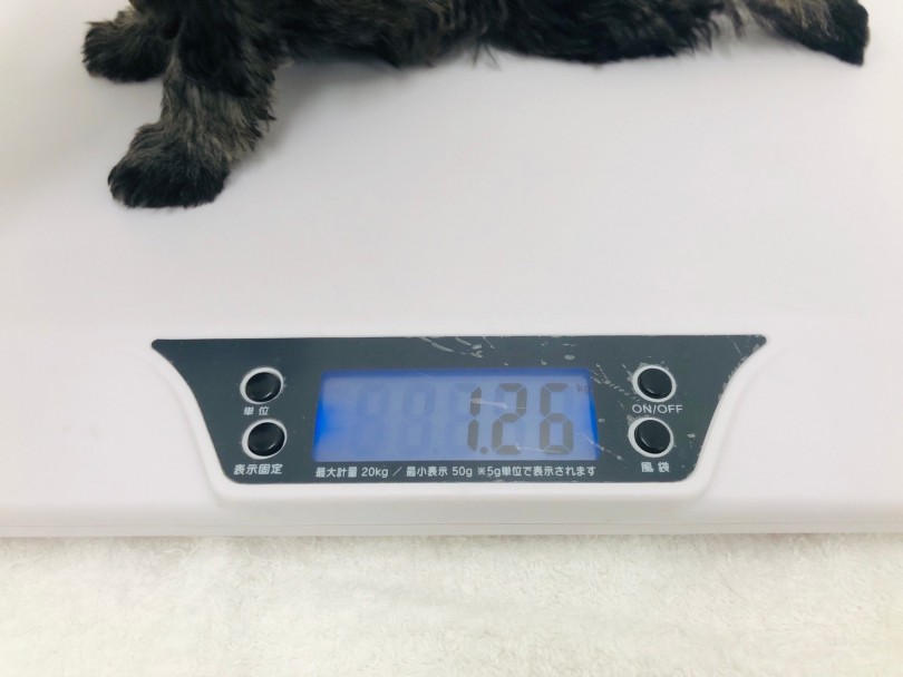 成犬時では6kgくらいを予想 | ミニチュア・シュナウザー （713713） - 鶴見店