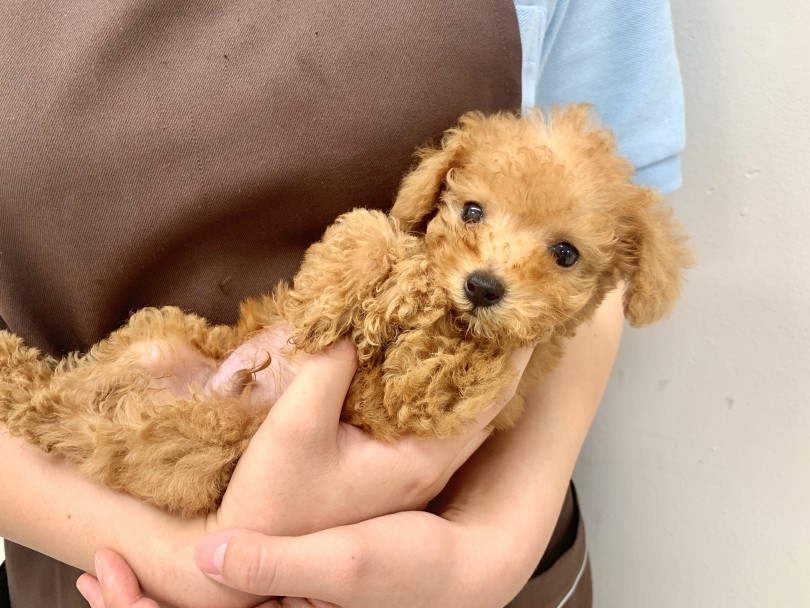 チワプーくんめちゃめちゃ小さいんです♡ | MIX犬  （150086） - 東川口店