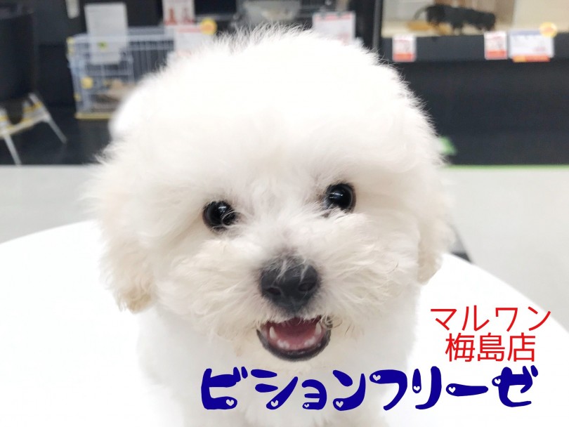 【 ビションフリーゼ 】マズル短めで短足系！究極のビションを足立区に発見！