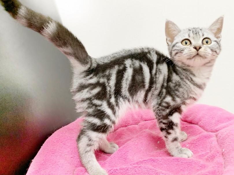 初めて猫ちゃんをお迎えするかたにも飼いやすい猫種 | アメリカンショートヘア （014301） - 東日暮里店