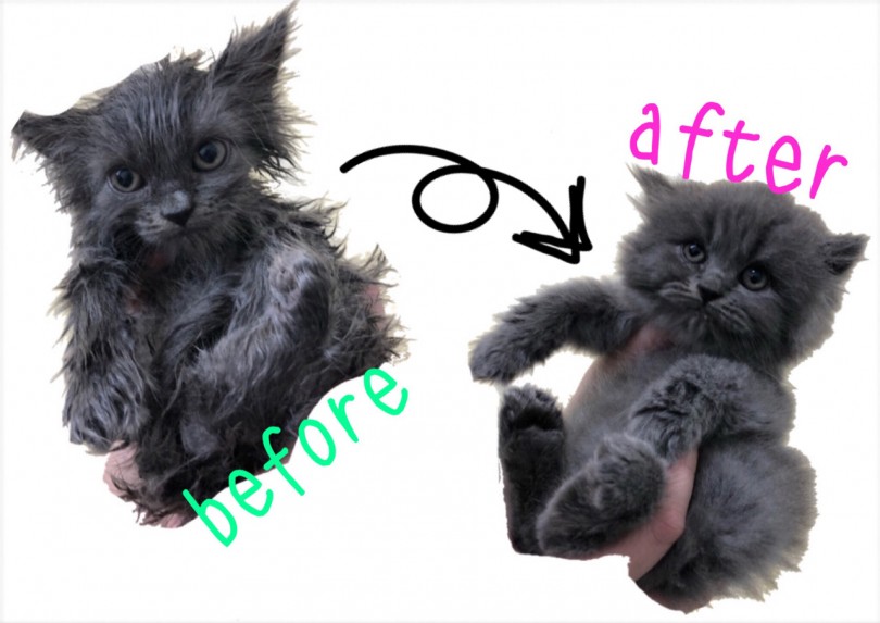 お手入れもとってもお利口さん！ | ミヌエット （914580） - 志村坂下店