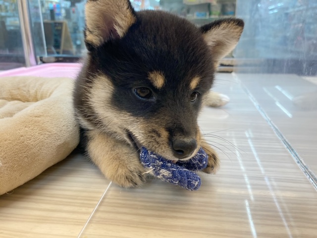1人遊びも得意！お留守番も安心してお任せできます♪ | 柴犬 （412905） - さいたま 武蔵浦和店