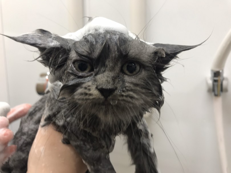 嫌がることなくシャンプーさせてくれました | ミヌエット （914580） - 志村坂下店