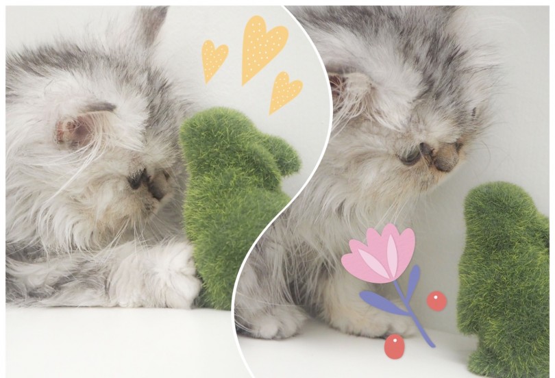 ネコちゃんでここまで落ち着いている子は中々いません♪ | スコティッシュフォールド （150053） - 東川口店