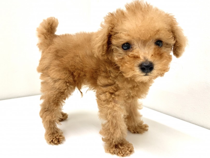 遠目の方がトイプードル感が増して見える | MIX犬  （150086） - 東川口店