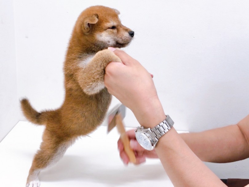 少し難易度の高いお腹のブラッシングも出来ちゃいました♪ | 柴犬 （150090） - 東川口店