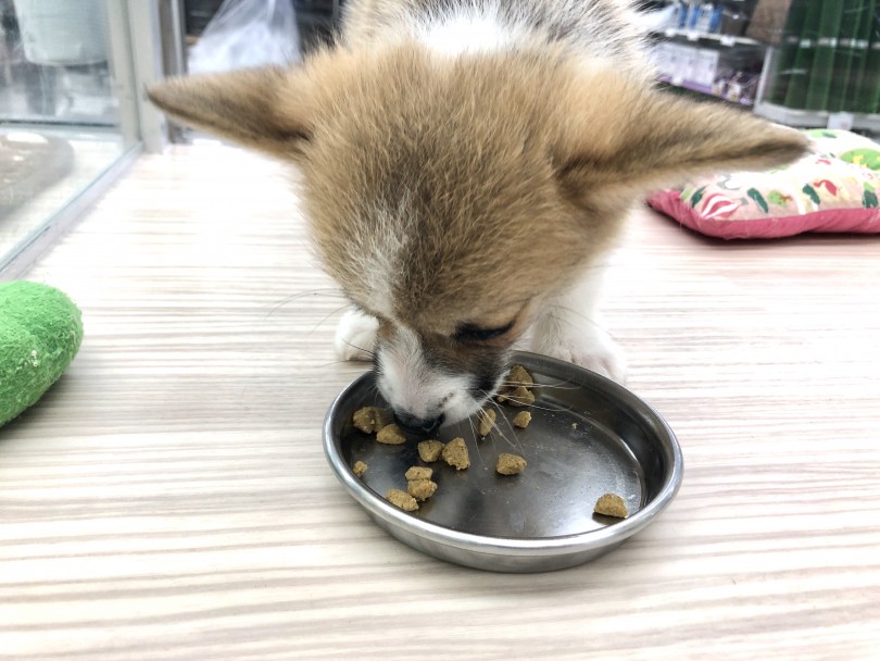 とても良い食べっぷり | ウェルシュコーギーペンブローク （512668） - 本羽田店