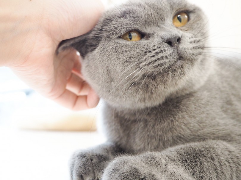 飼いやすさ間違いなし！物分かりがとてもいい子！ | ブリティッシュショートヘア （150026） - 東川口店