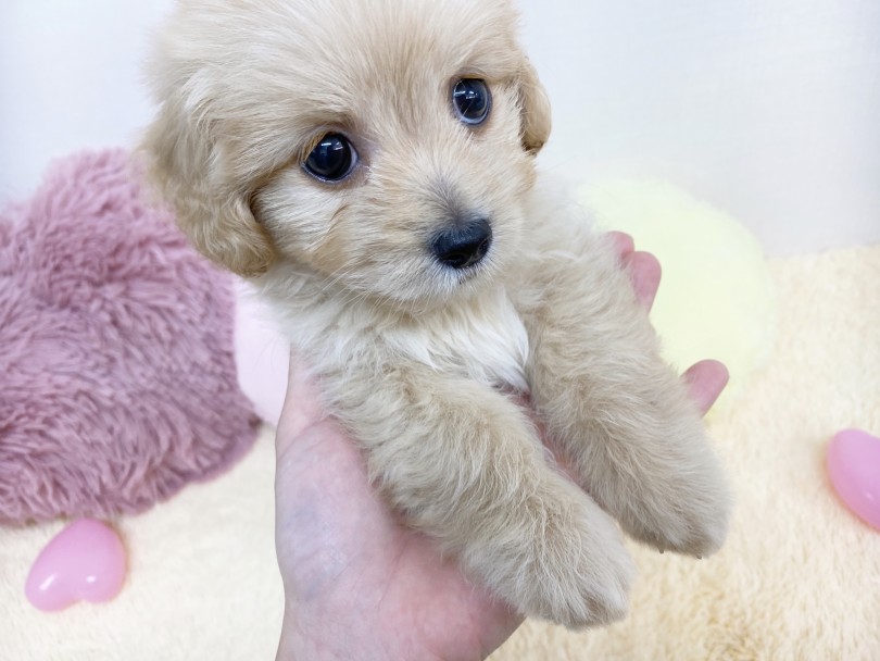 前足を持ったときのちょっと情けなく上目遣い・・・ | MIX犬 （6130926） - 大倉山店