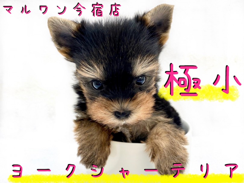 【 極小 ヨークシャーテリア 】生後50日で349g！ティーカップヨーキー降臨！