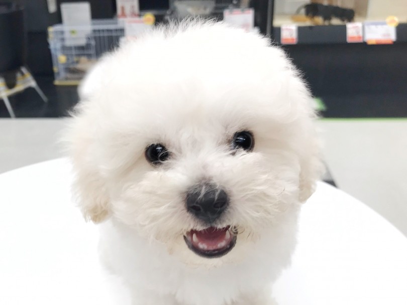 ニコっと全力笑顔も見せてくれました！！（笑） | ビションフリーゼ （119223） - 梅島店