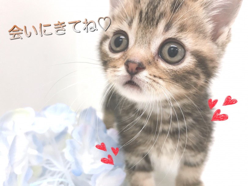 マンチカンちゃんと幸せな生活を送ってくださる方を大募集しております | マンチカン （150098） - 東川口店