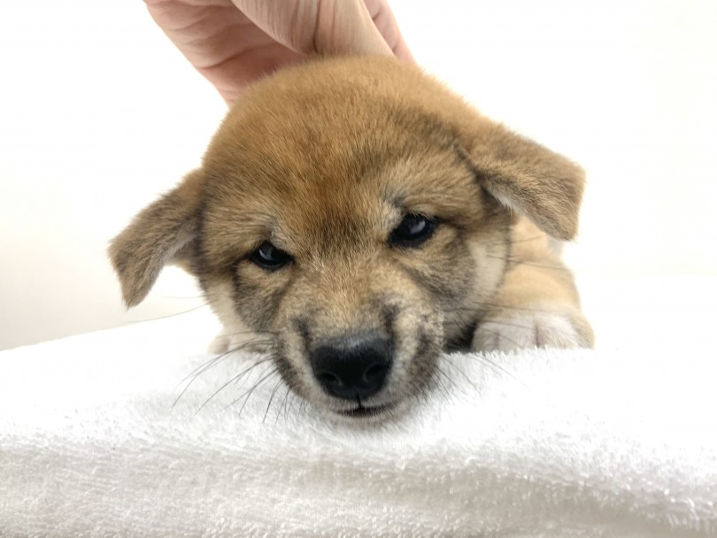 柴ちゃんの笑うポイント② | 柴犬 （130238） - 高井戸店