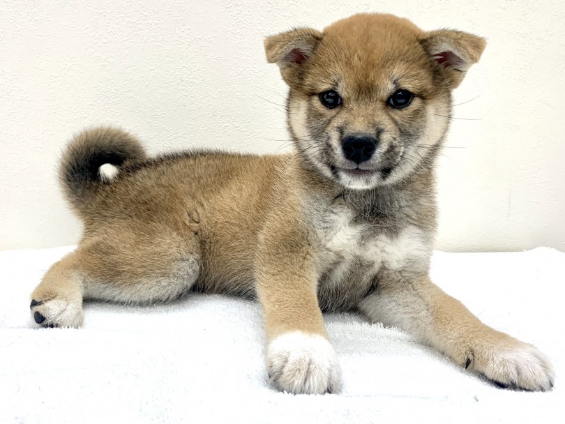 笑顔がチャーミングな柴ちゃん | 柴犬 （130238） - 高井戸店