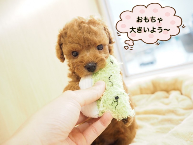 トイプーちゃんと一緒にお待ちしております♡ | トイ・プードル （150105） - 東川口店