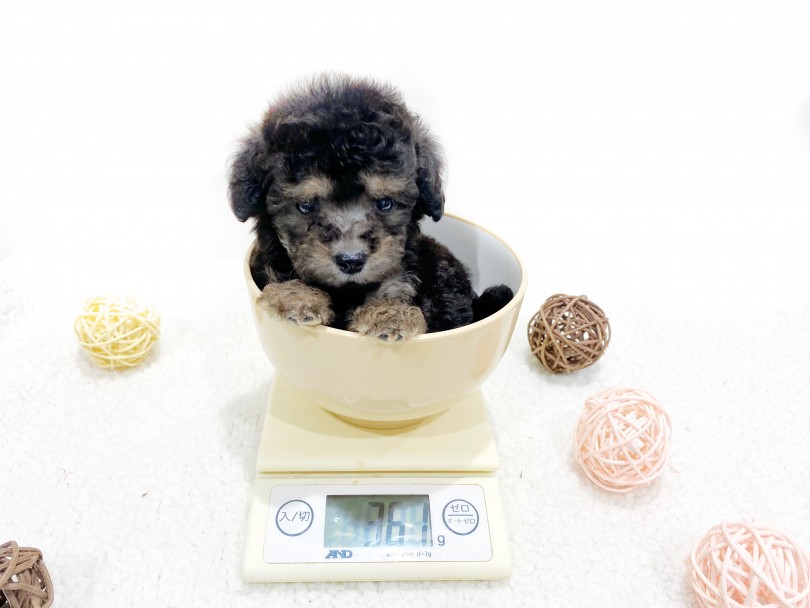 成犬時は1,8~2,2kg程になると予想 | トイ・プードル （11771） - 横浜 白楽店