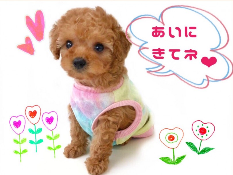 可愛すぎる魅力でいっぱいです！ | トイ・プードル （512677） - 本羽田店