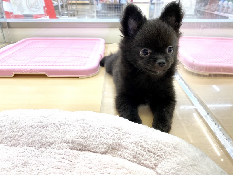 全身が真っ黒のチワポメちゃん | MIX犬 （118466） - 城山店