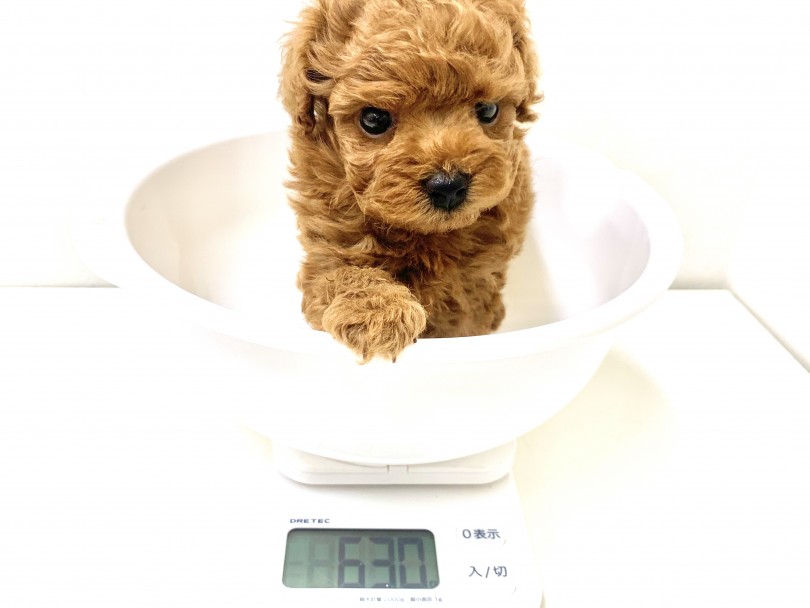 もうすぐ2か月のトイプーちゃんの体重は約630g | トイ・プードル （150105） - 東川口店