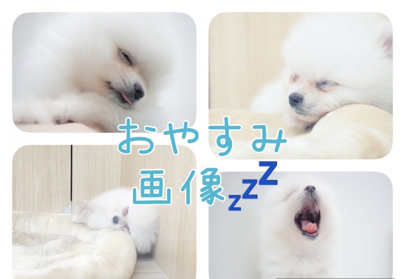 寝かたに個性があふれ出ていますね(笑) | ポメラニアン （150096） - 東川口店