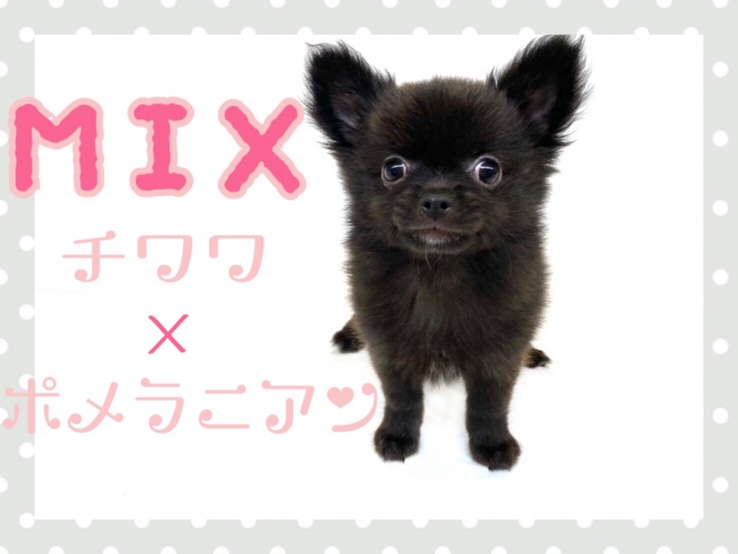 【 MIX 】子クマ風？！チワワとポメラニアンのMIX犬