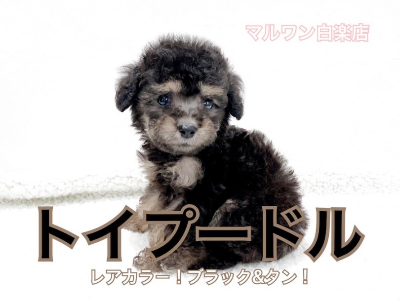 【 トイ・プードル 】小さめサイズのブラックタン！お迎え初期のしつけ法も公開！