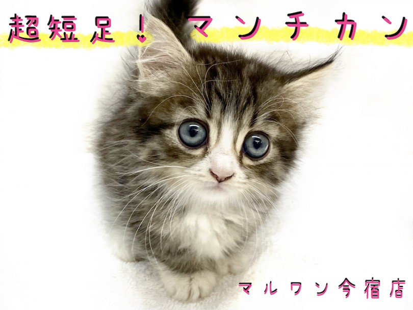 【 マンチカン 】目力バツグンの2頭身BODY！お迎え時のポイントもご紹介！