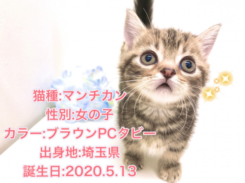 美人さんに育つこと間違いなし | マンチカン （150098） - 東川口店