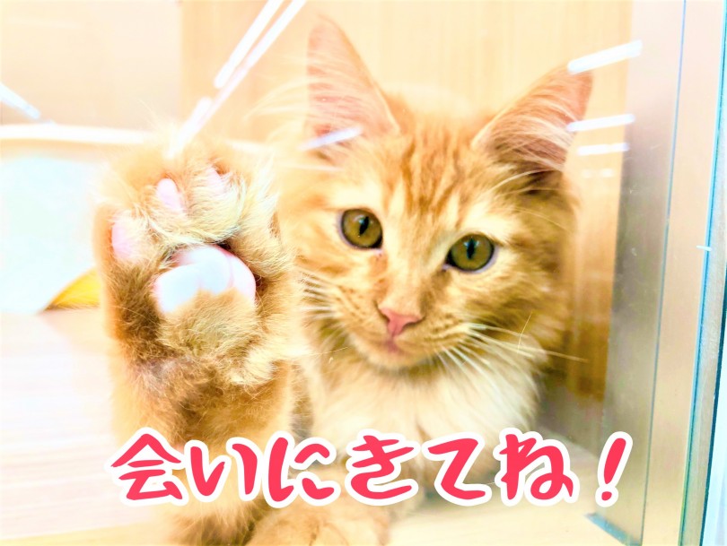 東川口店でメインクーンくんに会いに来てくださいね♪ | メインクーン （150045） - 東川口店