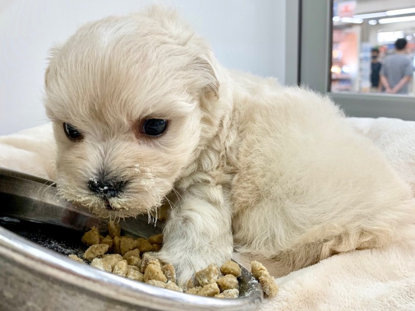 ご飯の食べ方はちょっとサボり気味？（笑） | MIX犬 （814617） - 相模大塚店