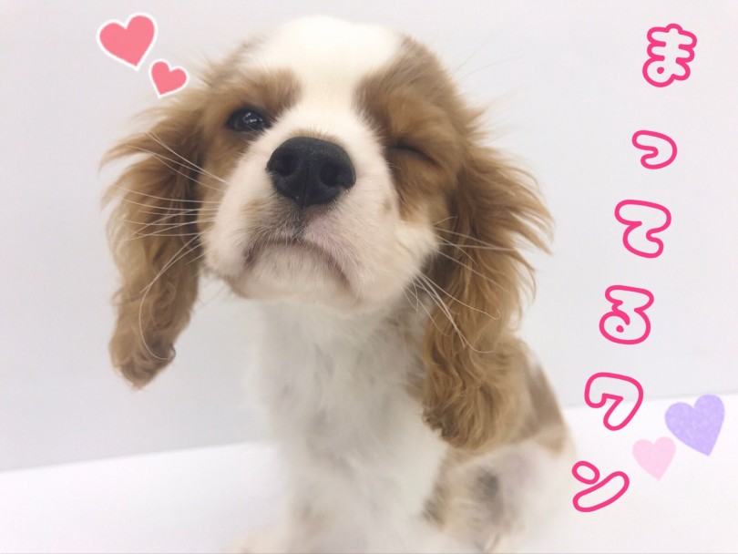 お店でこの子の人懐っこさに触れてみて下さいね♪ | キャバリア・キングチャールズ・スパニエル （914565） - 志村坂下店