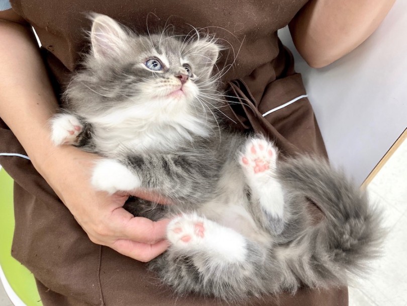 今宿店の美猫ちゃんと触れ合うことをオススメします！ | ノルウェージャンフォレストキャット （120275） - 今宿店