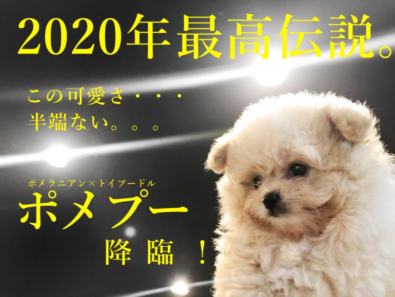 【 ポメプー 】2020最年最高伝説！ポメとトイプーからクマプーが誕生！