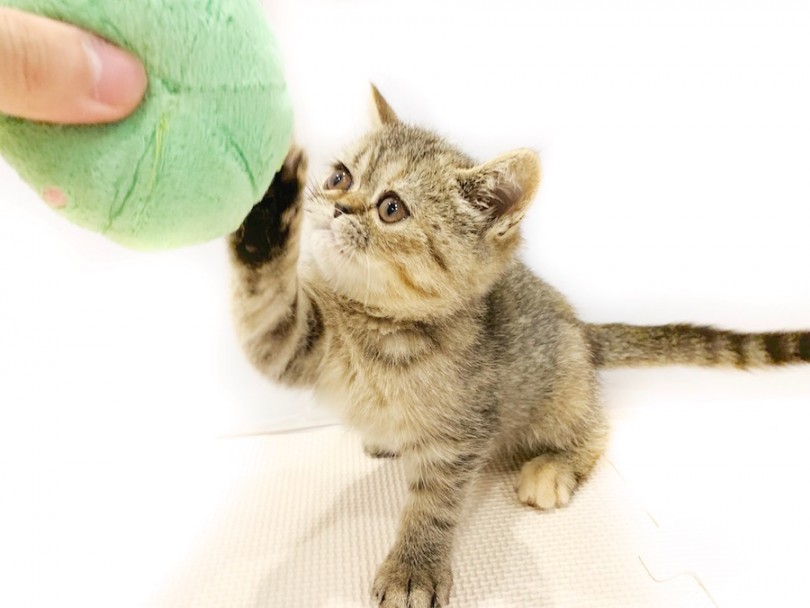猫パンチならぬ猫タッチ | エキゾチック （11693） - 横浜 白楽店