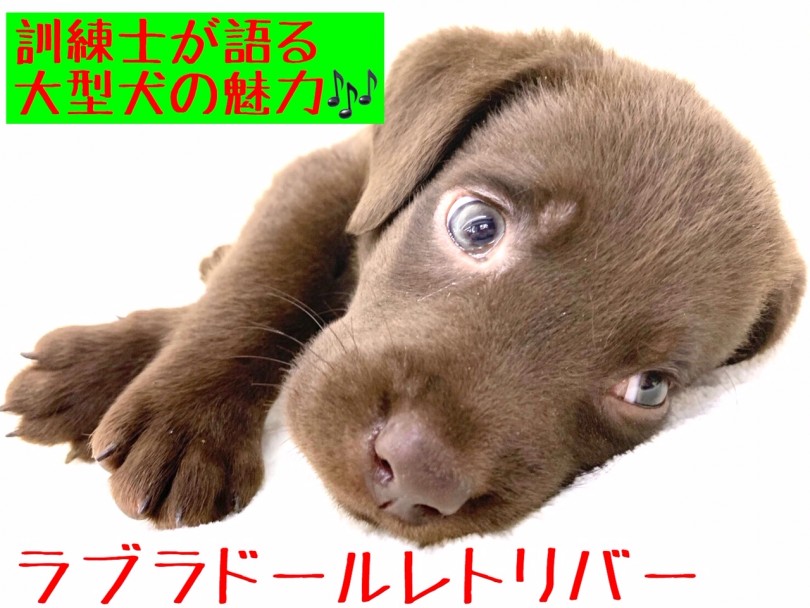 【 ラブラドールレトリバー 】訓練士が語る大型犬の魅力！室内飼育のポイントも公開！