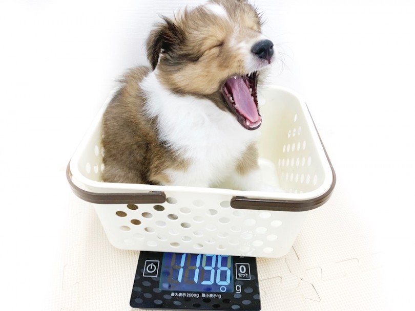 生後50日時点の体重は1136g | シェットランドシープドッグ （814618） - 相模大塚店