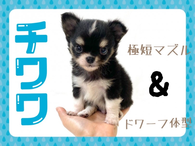 【 チワワ 】小さめ！ドワーフ！極短マズル！プレミアム級に可愛いチワワくん