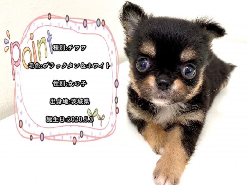 プレミアムなチワワちゃん | チワワ （150094） - 東川口店