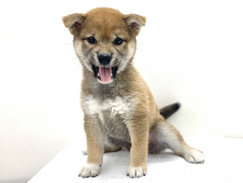 柴ちゃんの笑うポイント③ | 柴犬 （130238） - 高井戸店