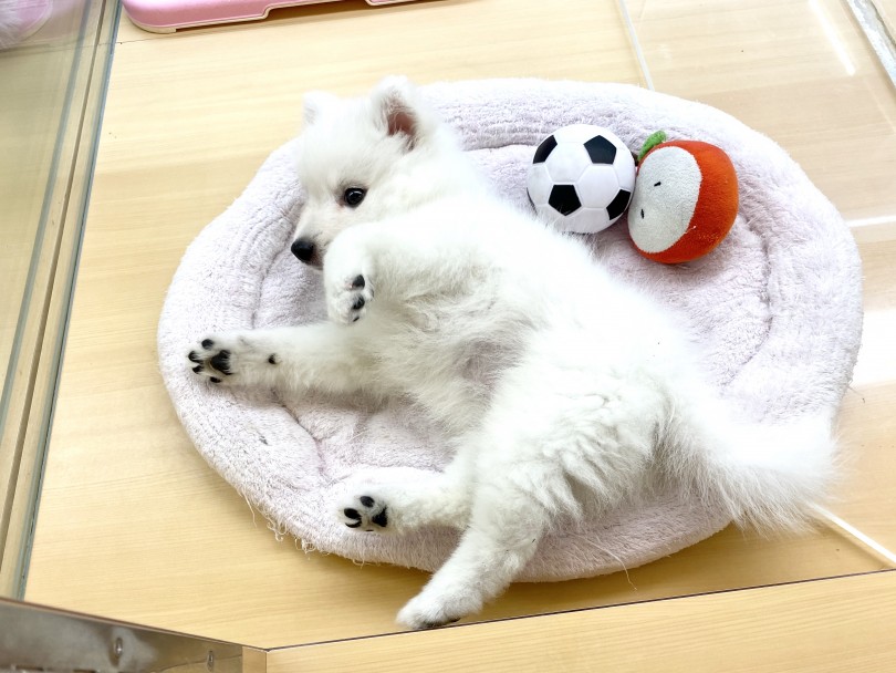 お利口さんで飼い主に従順で温和な犬種 | スピッツ （118471） - 城山店