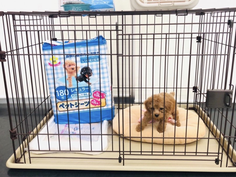 成犬になってもこのサイズで充分生活ができますよ♪ | トイ・プードル  （713712） - 鶴見店