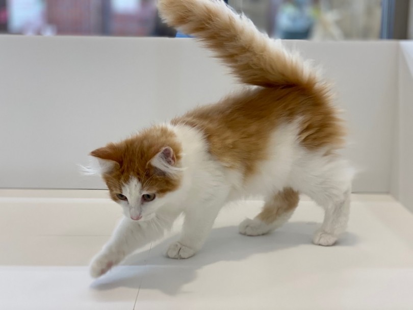 存在感たっぷりの大型猫種 | ノルウェージャンフォレストキャット （311935） - 港北ニュータウン店