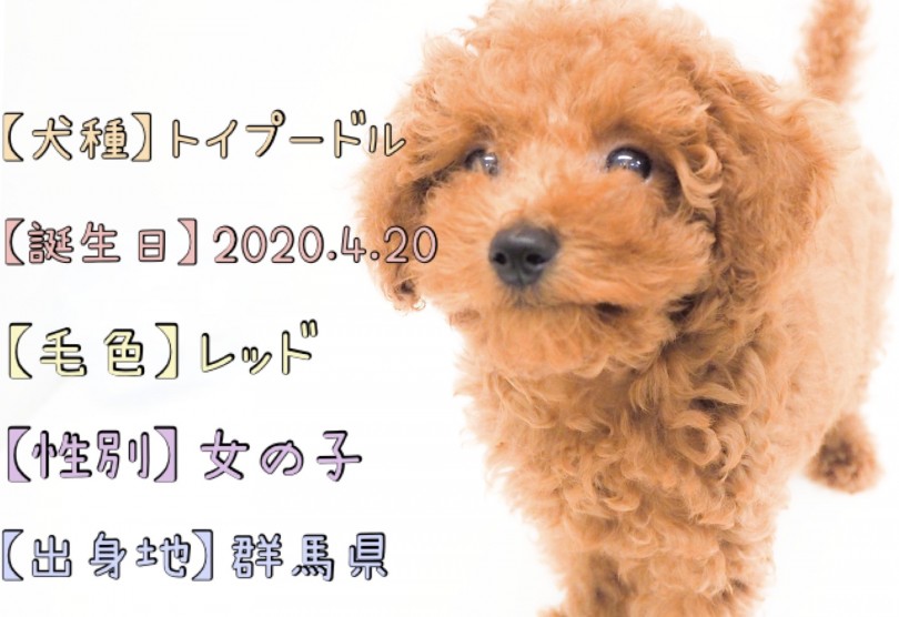 トイプードルちゃんのパーソナルデータ | トイ・プードル （150089） - 東川口店
