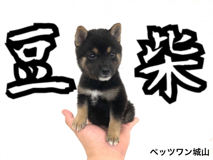 【 豆柴 】小さめサイズの黒い毛色！黒豆柴がやって来ました！
