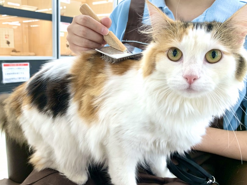 東川口店のお手本猫！！つめきりやブラッシングはお任せあれ♪ | ノルウェージャンフォレストキャット （150007） - 東川口店