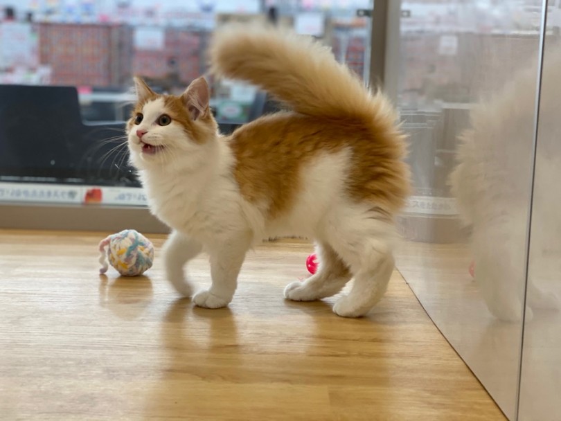 犬のような甘え方をする性格 | ノルウェージャンフォレストキャット （311935） - 港北ニュータウン店