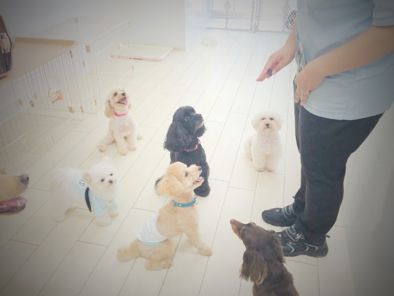 細かなテクニックもレクチャーします | 子犬のほいくえん - 横浜 白楽店