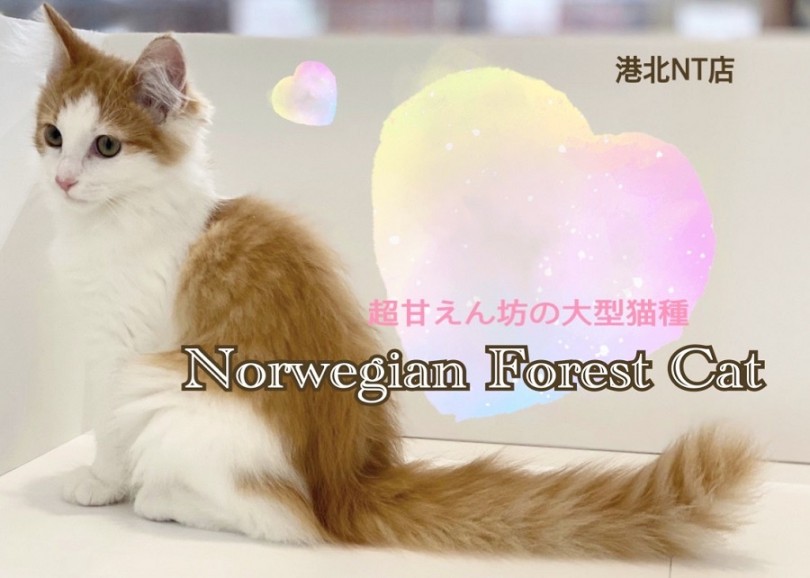 【 ノルウェージャンフォレストキャット 】甘えん坊の大型猫種登場！