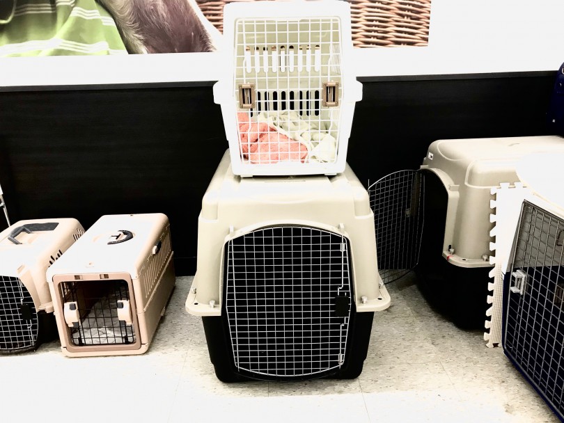 室内での暮らし方は、店頭にてアドバイスさせていただきます | ラブラドールレトリバー （117272） - 鎌ヶ谷店
