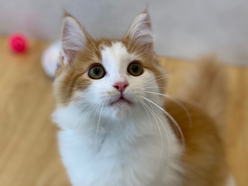 大型猫種の中でも人気上位のノルウェージャンくん | ノルウェージャンフォレストキャット （311935） - 港北ニュータウン店